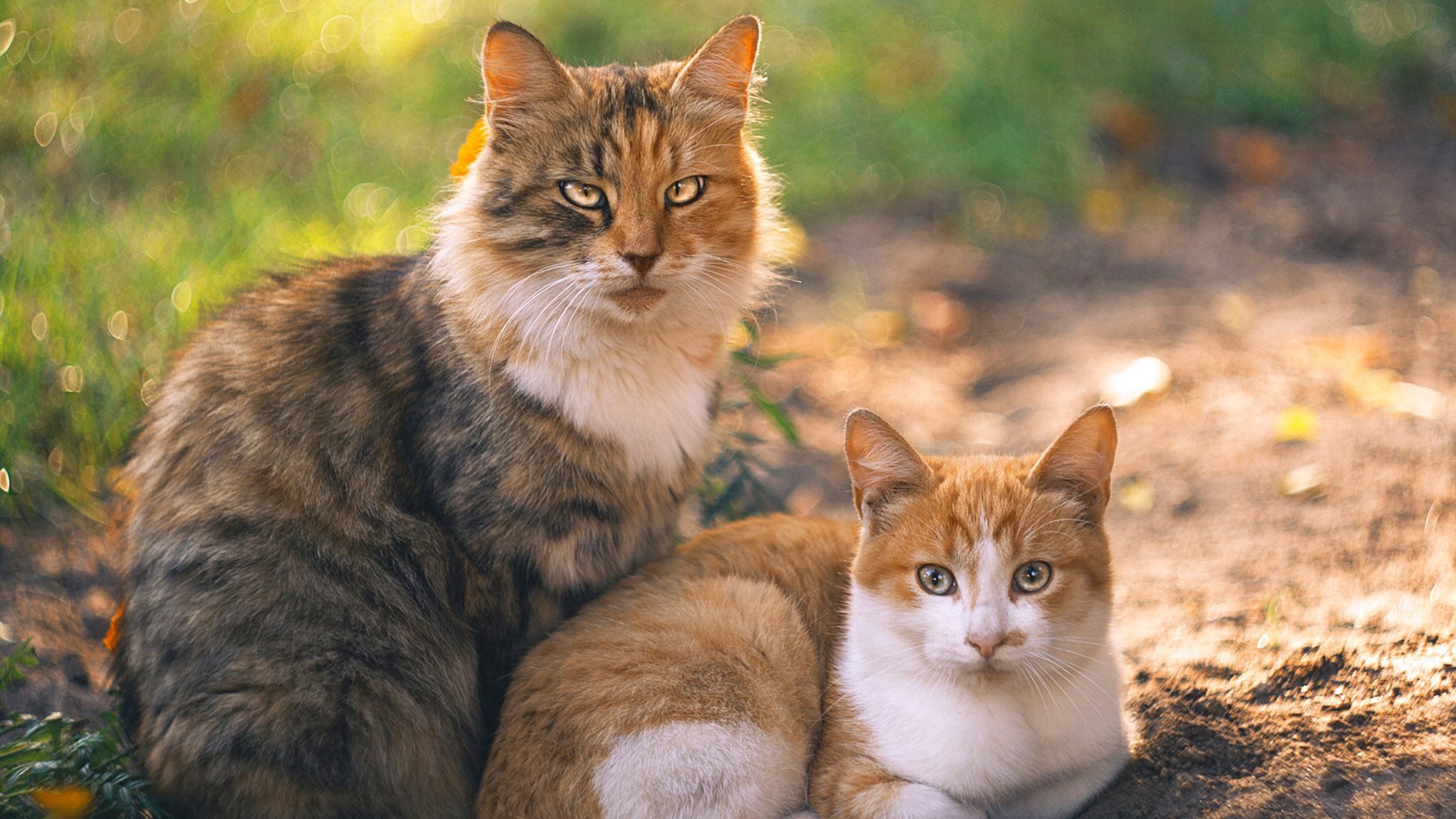 九游体育平台官网-NBA球队数据驱动的绩效分析模型研究,nba球员数据分析模板