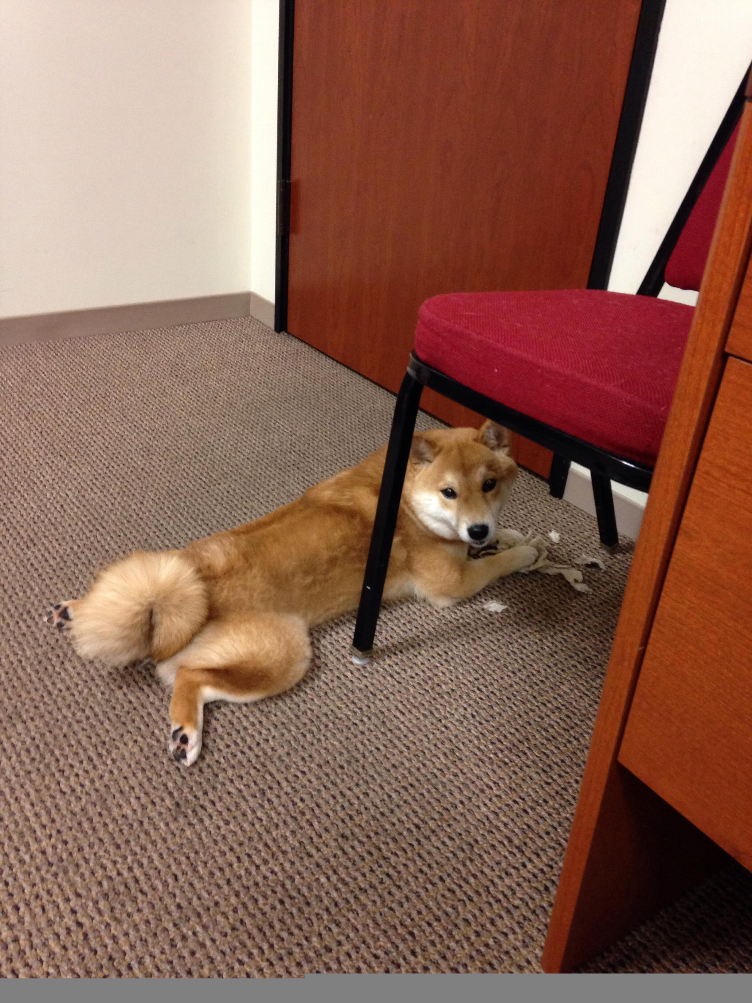 九游游戏-德甲球队心理韧性干预对点球表现的影响实证研究，心理韧性概念